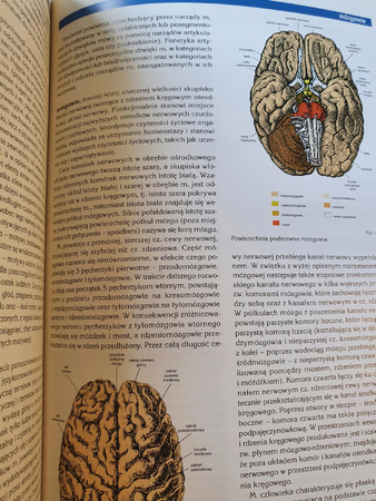 Encyklopedia Britannica Człowiek I medycyna Praca Zespołowa