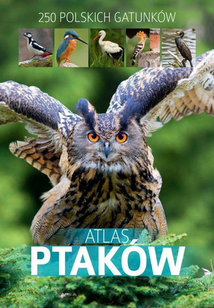 Atlas ptaków Dominik Marchowski