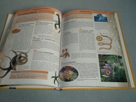 Chcę Wiedzieć Wszystko - Ilustrowana Encyklopedia Praca zbiorowa