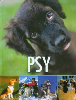 Psy
